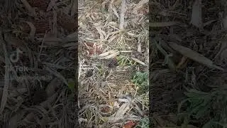 #yarara
