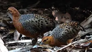 A Pair of FERRUGINOUS PARTRIDGES foraging, West Malaysia 