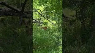 Look Who&rsquo;s Hiding in the Forest &mdash; A Young Deer! 🌿🦌