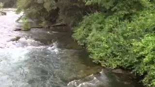 Duck trying to swim upstream