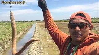 Spot Baru!! Tambak Berahan Isinya belut babon
