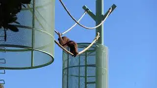 Orangutans climb the Forest Canopy Trail for the first time!