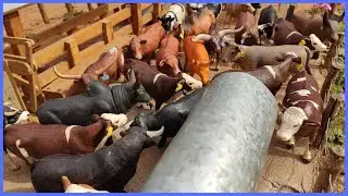 UM TOURO PERDIDO NO CAMPO E UM NOVO SEU JUCA