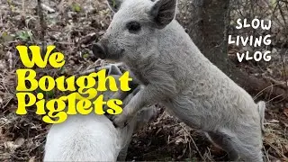 Homestead VLOG: We Got Mangalitsa Piglets!