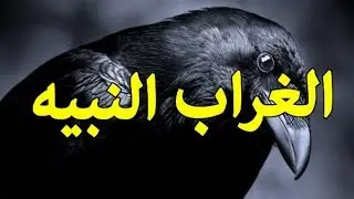 قصة الغراب النبيه تضحض ذكاء الانسان تماما شاهد وتعجب Smart Raven
