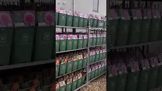 David Austin rose grower Belle Epoque, in the &hearts;️ of the flower industry in Aalsmeer 🌹Visit us
