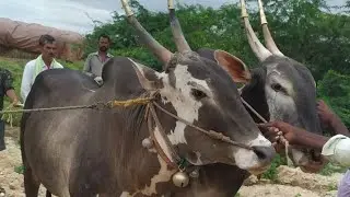 Super Hallikar Bull Pair of farmer pulling cart,, Not for sale