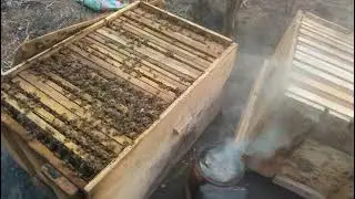HOW TO REALLY KEEP AFRICANIZE HONEY BEES VS KILLERS BEES