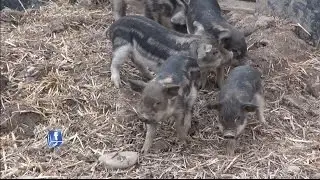 2 Wochen alte Wollschwein-Babys bei der Storchensiedlung Steinmaur