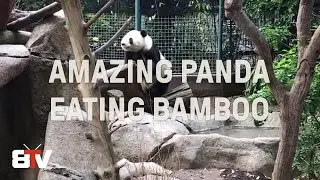 Panda Eating Bamboo (Vertical Video)