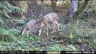 Hidden Life in the Woods: Raccoons, and Blacktail Deer on Trail Cam | Wildlife Close-Ups