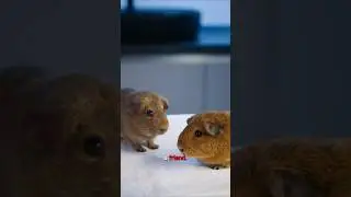 Switzerland &ndash; You Can&rsquo;t Own Just One Guinea Pig