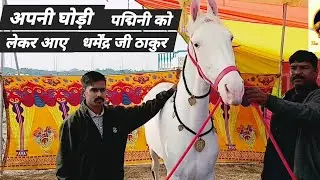 #IndoreHorseshow 2026#horse#indore  Dharmendra ji Thakur arrived with his mare, Padmini. 
