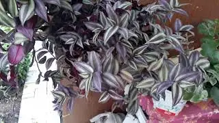 🌴TELGRAF ÇİÇEĞİ 🌴  bakımı ve tüğlü telgraf🎀Pink leydi ekimi🎀