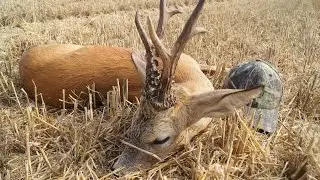 Roe buck hunting in Poland with Ultimate Hunting