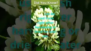 Health Benefits of White Clover. Edible and Medicinal plant. Healing Tips   #shorts