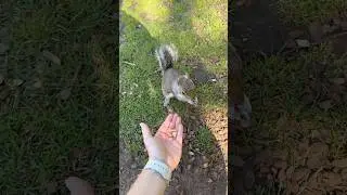 Feeding A Squirrel In London! #london #squirrel #feeding #shorts #londontravel #shortvideo