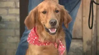 Restaurant group helping animals in Houston