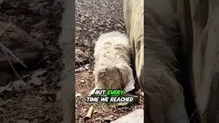 A Stray Dog&rsquo;s Journey to Finding a Home#animals
