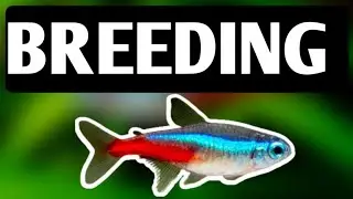 Neon and cardinal tetra breeding | How to breed neon and cardinal tetras.