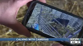 Calving season can go smoother for a rancher using cameras