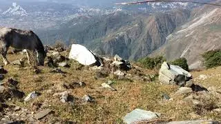 Thatharana Trek | Dharamshala | Unexplored Trek | Cinematic Shorts | #WaveHikers