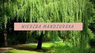 Wierzba mandżurska- Must Have w ogrodzie?🥀 Sadzenie, Pielęgnacja i Wymagania wierzby w 60 sekund!🌷
