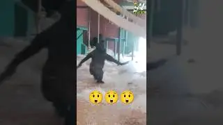 A Perfect 10! Watch This Gorilla&rsquo;s Amazing Pirouette! 🦍💃 #Shorts #ViralAnimals