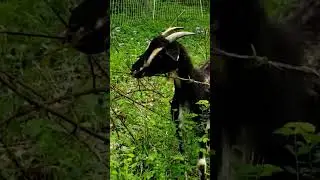 Goat Problem Solving  #goat #farm
