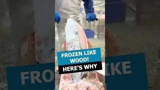 Why This Tuna Looks Like Wood Before It Becomes Sashimi #fish #food