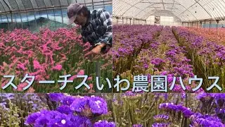 STATICE IWAFARM HOTHOUSE @aitvchannel6086