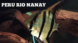 Скалярия Перу Рио Нанай