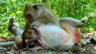 Great video of monkey family, Kind Jane family looks adorable and friendly