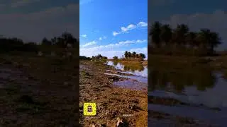 الحظ لقام باع لك واشترى لك