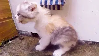 Kitten vomits while eating grass P26 | 30s Cats