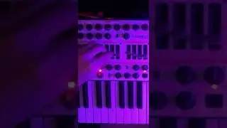 minibrute live 2024. #synth #synthesizer #ambient #analog #ambientmusic