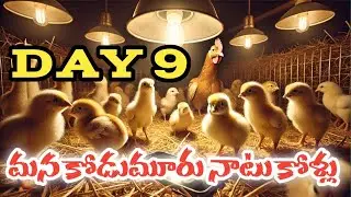 Day 9 Chick & Duckling Growth | Nattukodi Pillala Marpu | Daily Farm Update Telugu