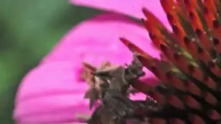 Camouflaged Looper Synchlora aerata