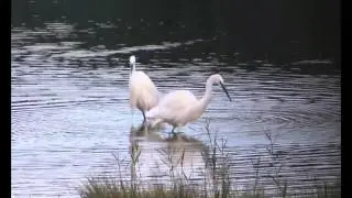 Seaton Wetlands, East Devon