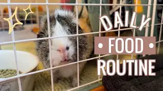 Daily Guinea Pig Food Routine | 2022