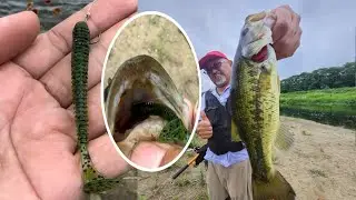 USING THIS SOFT PLASTIC FISHING LURE, WORM STYLE BAIT FOR FISHING BASS