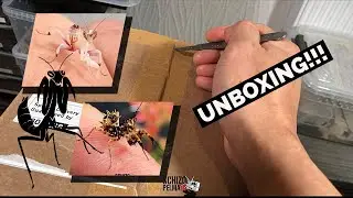 UNBOXING: Orchid Praying Mantis and Spiny Flower Praying Mantis!!!