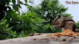 खोजी गिलहरी / investigator Squirrel 🐿️