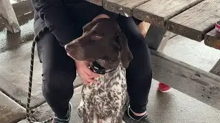 Luzerne County pup, Beau, returns home after going missing for 22 days