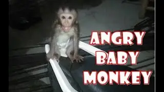 Angry Baby Monkey | Monpai
