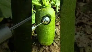 Fruits cuts video | fruits cuts asmr video #fruitcutting #viralshorts #satisfying
