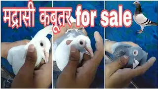 Madrasi kabutar for sale || #sale #kabutar #kabutarbazi #madrasikabutar