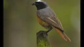 Redstart male (Phoenicurus phoenicurus) - Pan pleszek