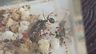 Ant battle Tetraponera rufonigra colonia vs 1 Messor barbarus 15.07.2023