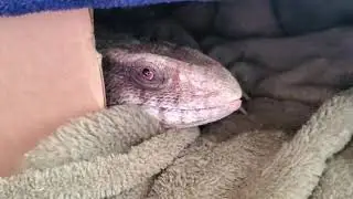 Clawdius the lizard in his box getting sleepy